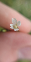 Epilobium pseudorubescens