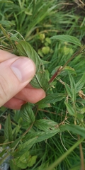 Epilobium pseudorubescens