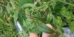 Epilobium pseudorubescens