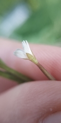 Epilobium pseudorubescens