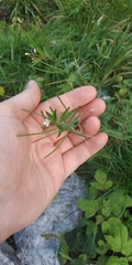 Epilobium pseudorubescens