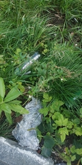 Epilobium pseudorubescens