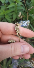 Persicaria maculosa