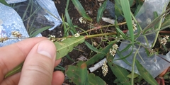 Persicaria maculosa