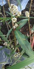 Persicaria maculosa