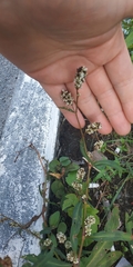 Persicaria maculosa