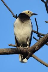 Black-Collared Starling photo 6