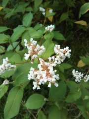 Koenigia campanulata