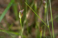 Pterostylis erecta