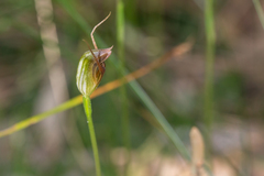 Pterostylis erecta