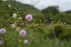 Mimosa prainiana