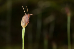 Pterostylis erecta