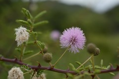 Mimosa prainiana