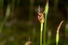 Pterostylis erecta