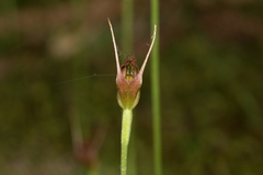 Pterostylis erecta