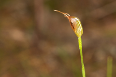 Pterostylis erecta