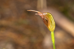 Pterostylis erecta