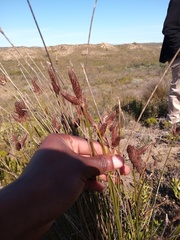 Hellmuthia membranacea