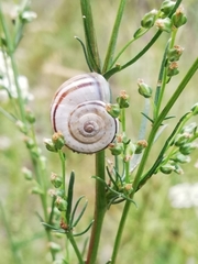 Xerolenta obvia