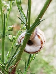 Xerolenta obvia