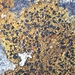 Oeder's Map Lichen - Photo (c) Samuel Brinker, some rights reserved (CC BY-NC), uploaded by Samuel Brinker