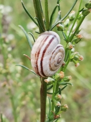 Xerolenta obvia