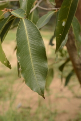 Syzygium nervosum