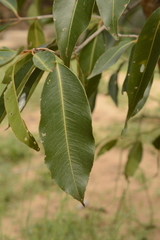 Syzygium nervosum