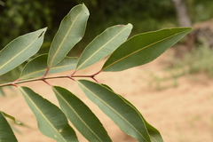 Syzygium nervosum
