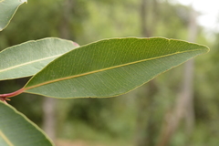 Syzygium nervosum