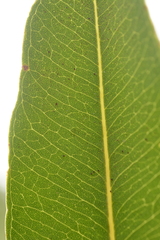 Syzygium nervosum