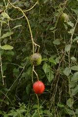Capparis divaricata