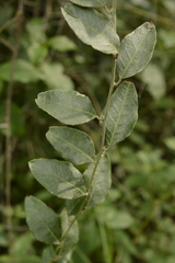 Capparis divaricata
