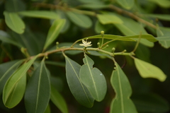 Erythroxylum monogynum