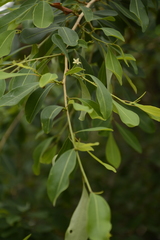 Erythroxylum monogynum