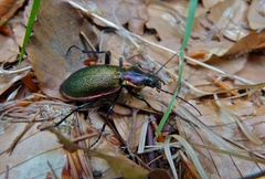 Carabus olympiae