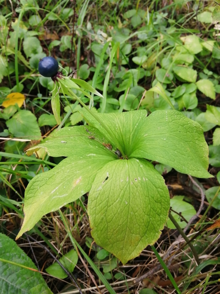 Herb Paris from Буланаш, Свердловская обл., Россия, 623794 on August 24 ...