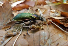 Carabus olympiae