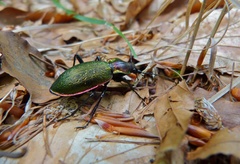 Carabus olympiae