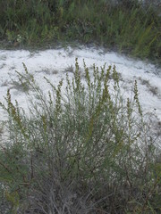 Artemisia salsoloides