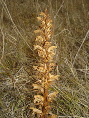Orobanche minor