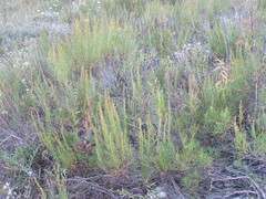 Artemisia salsoloides
