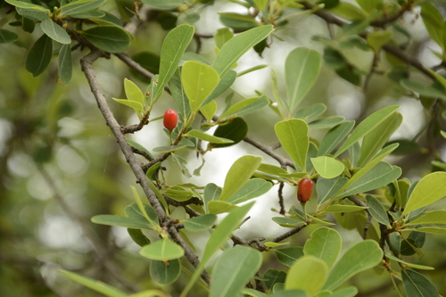 Image of Erythroxylum monogynum by (c) Siddarth Machado, some rights reserved (CC BY)