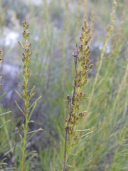 Artemisia salsoloides