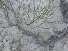 Artemisia salsoloides