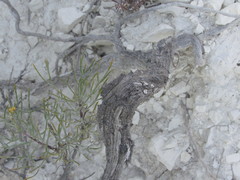 Artemisia salsoloides