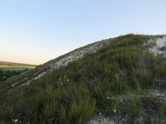 Artemisia salsoloides