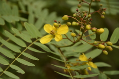 Senna montana