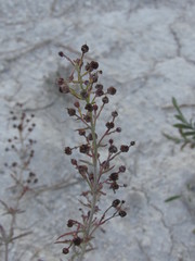 Scrophularia cretacea