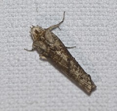 Ortholomia moluccana